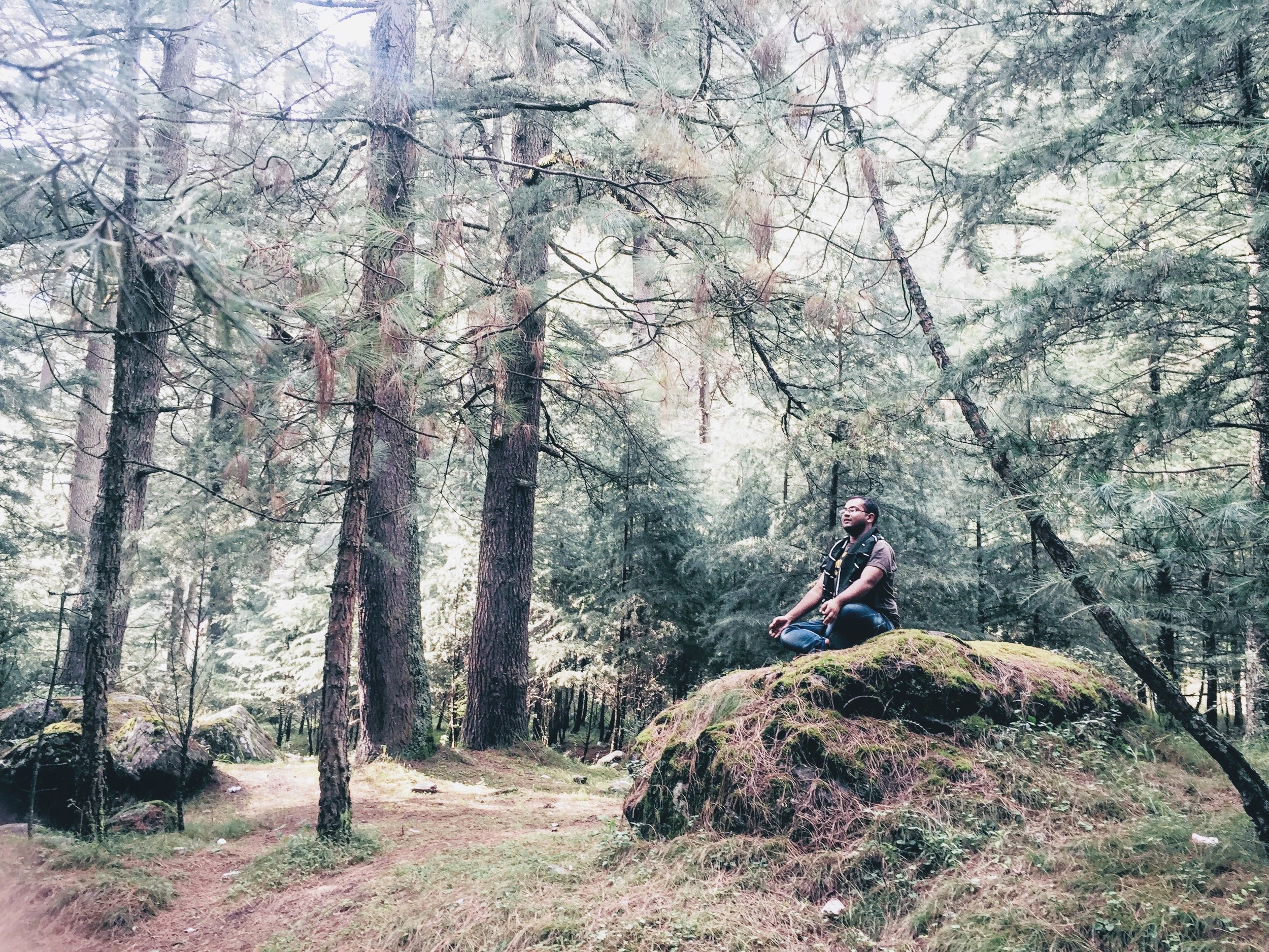 Meditate among the woods