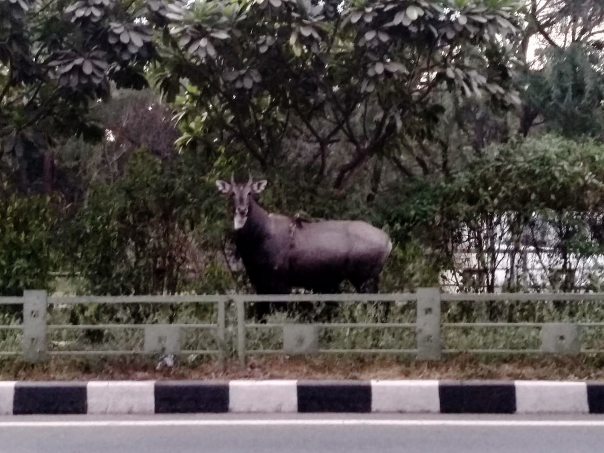 The other day me and my friend saw a wild neelgai trying to cross the road between our college and adjoining forest. Pic credits: Utkarsh Anand