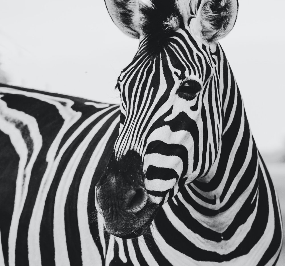 Animal markings