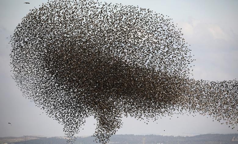 Murmuration