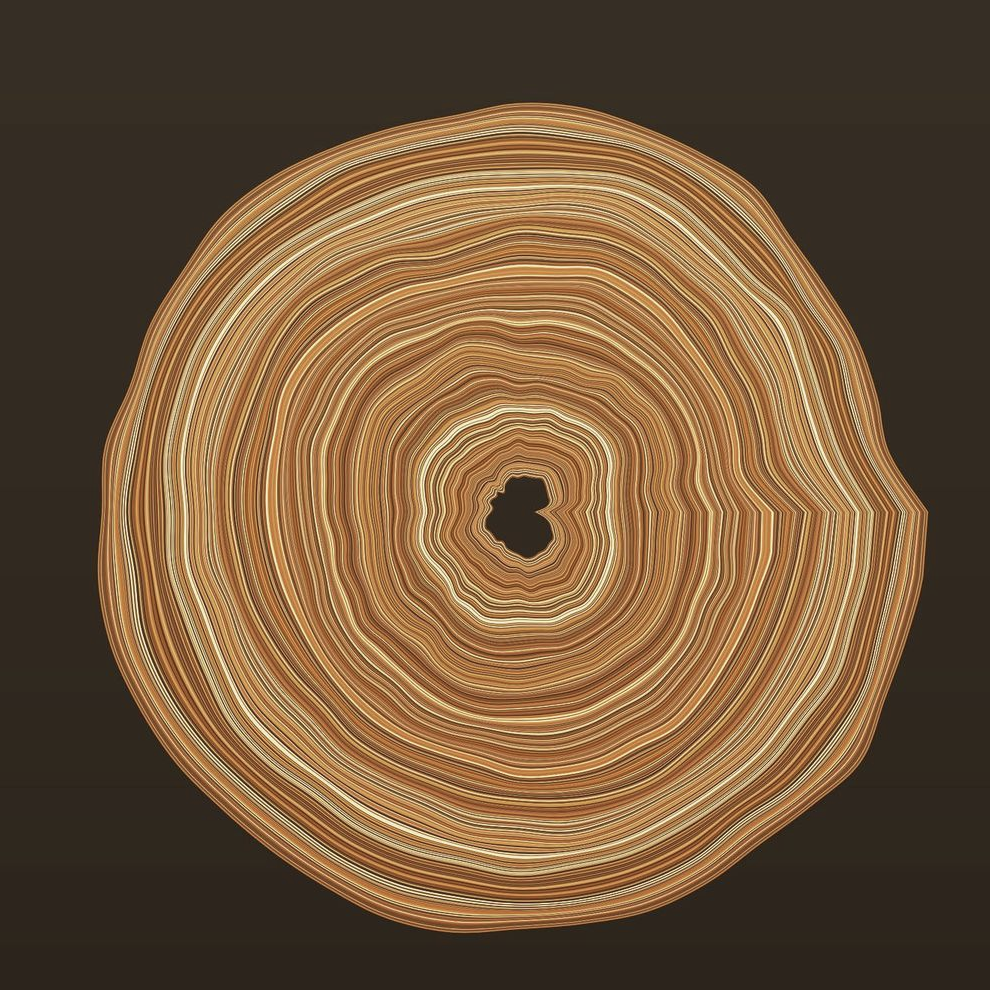 Sarwesh Shah, Tree Rings, 2019