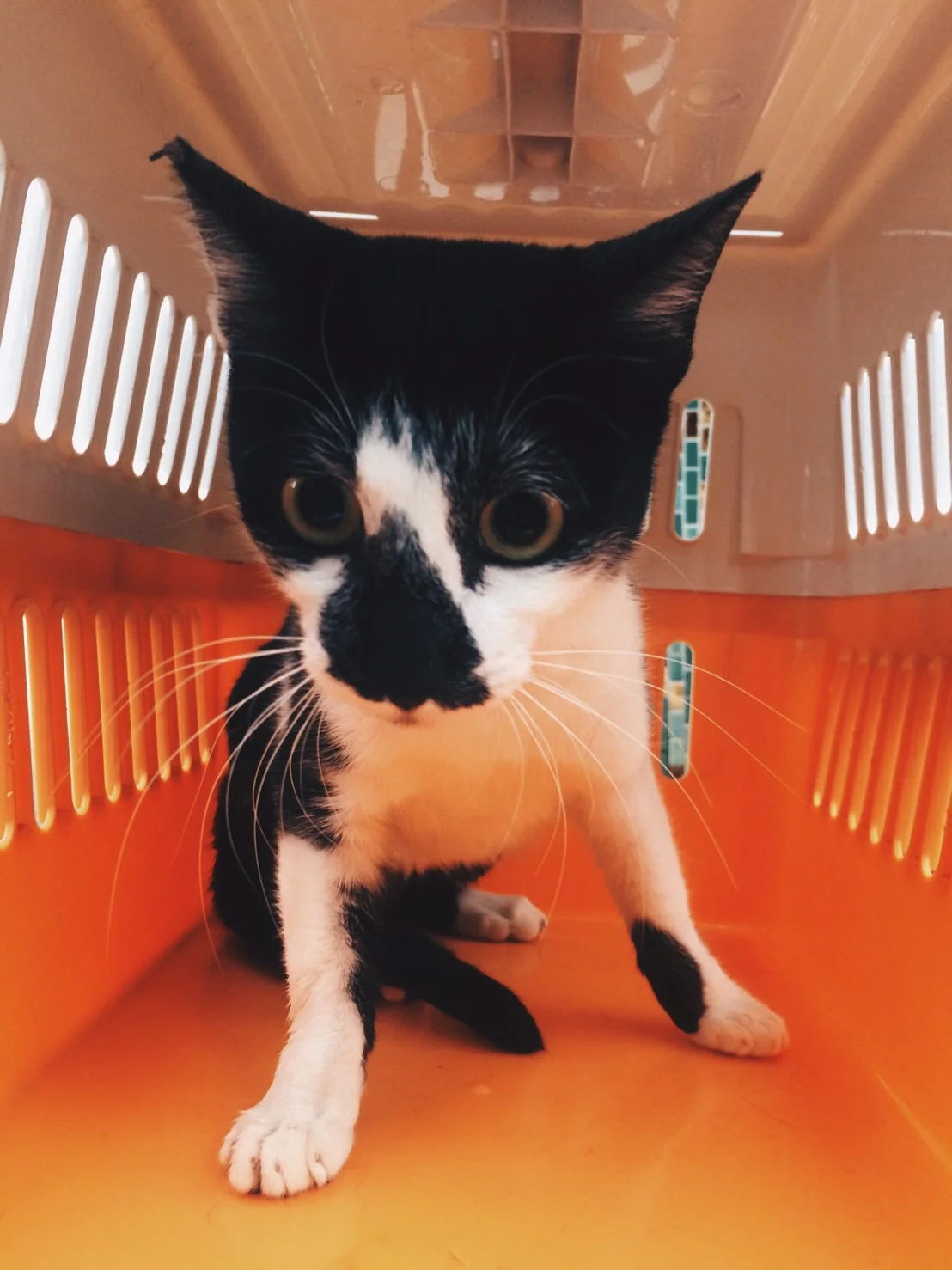 Mission 3：抓貓要找貓咪認識的人（愛爸愛媽）幫忙