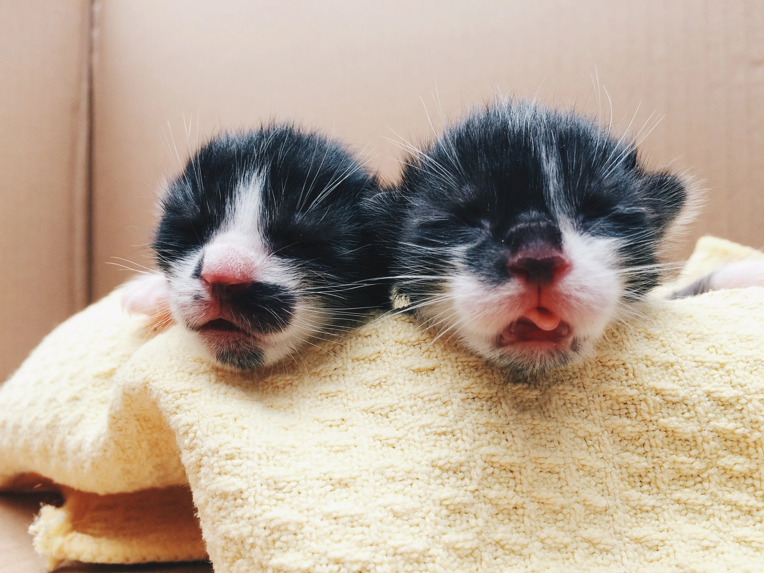 孕貓產前護理中心