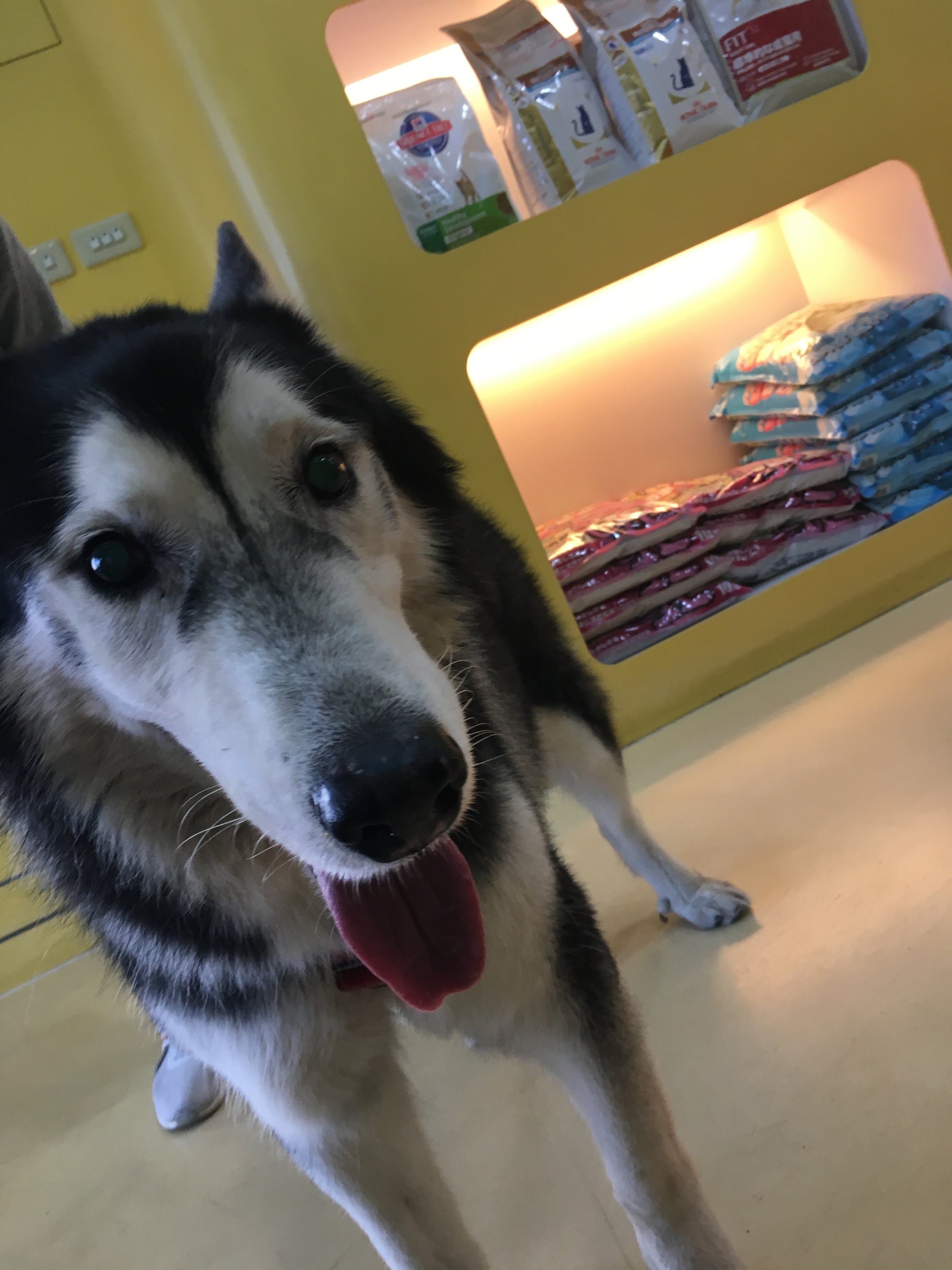 Mission Dog：撿到走失貓狗