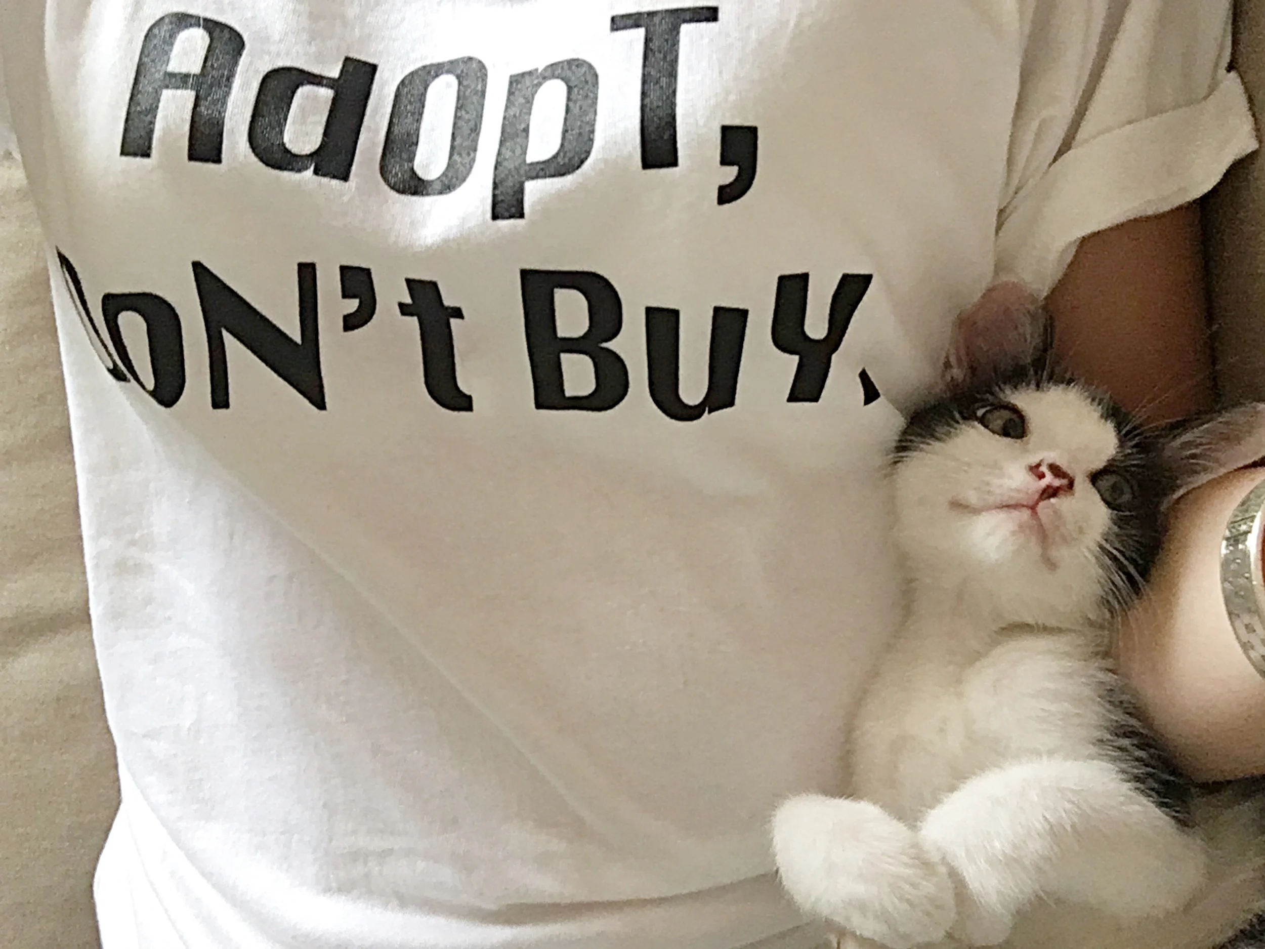 跟菜鳥認養貓咪（認養前務必詳閱）