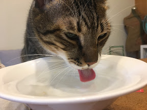 各式水碗吸引貓咪喝更多水水