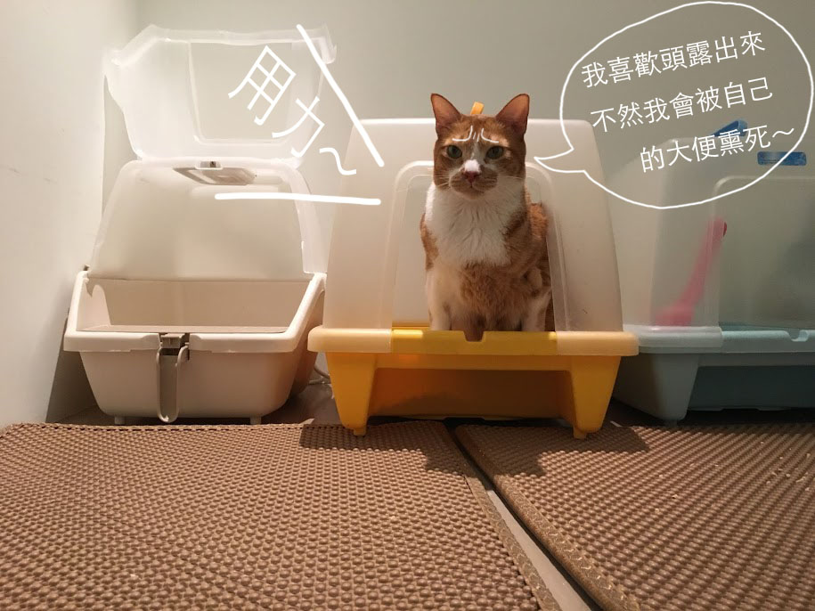 貓咪上廁所時通常會頭朝外