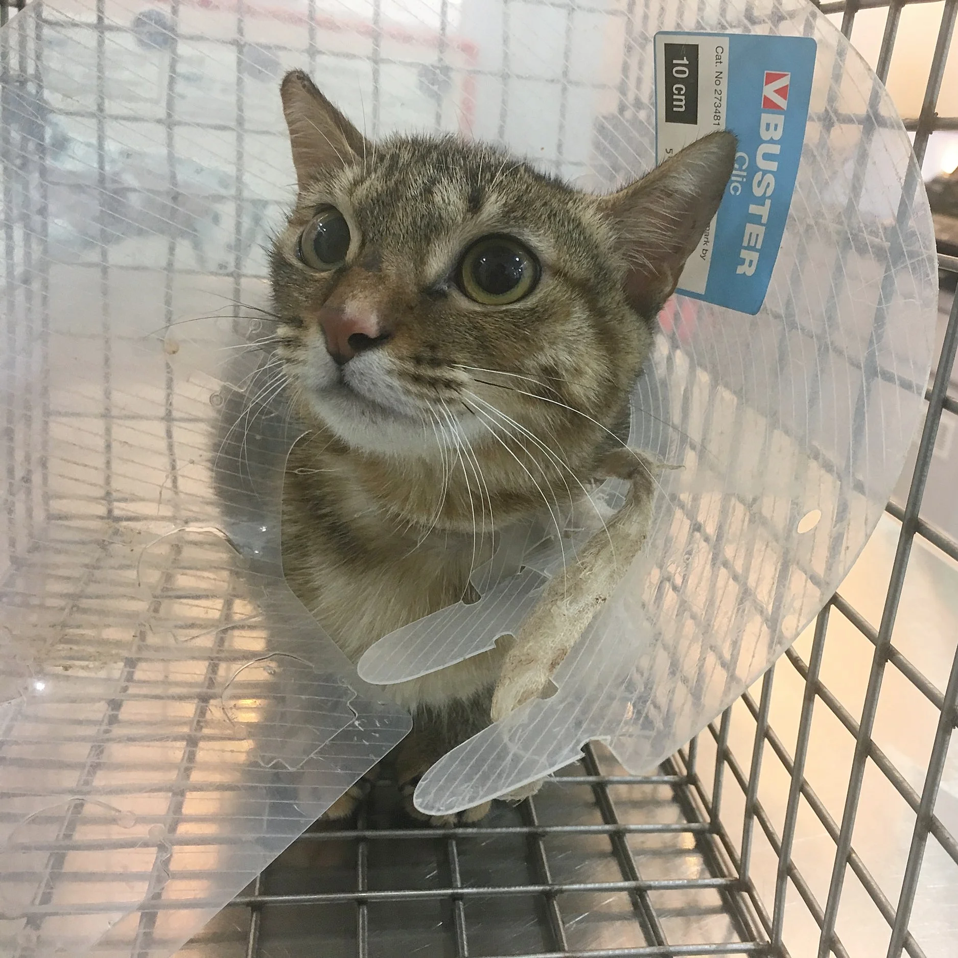 Mission 23:流浪貓受傷,順便TNR