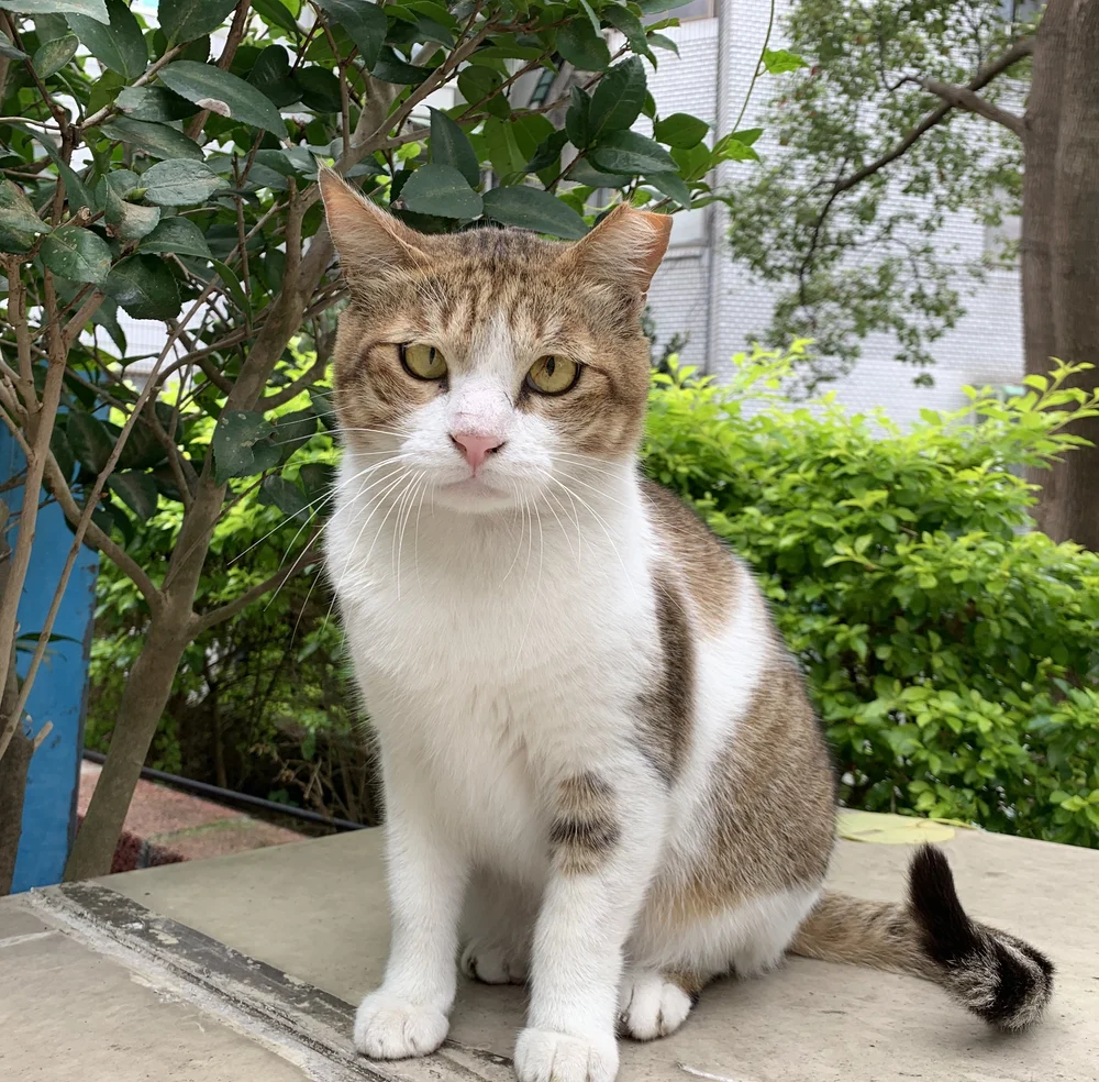 Tnr 時 哪些貓咪不能抓 Tnr過程中會遇到的種種問題和經驗 讓菜鳥跟你分享