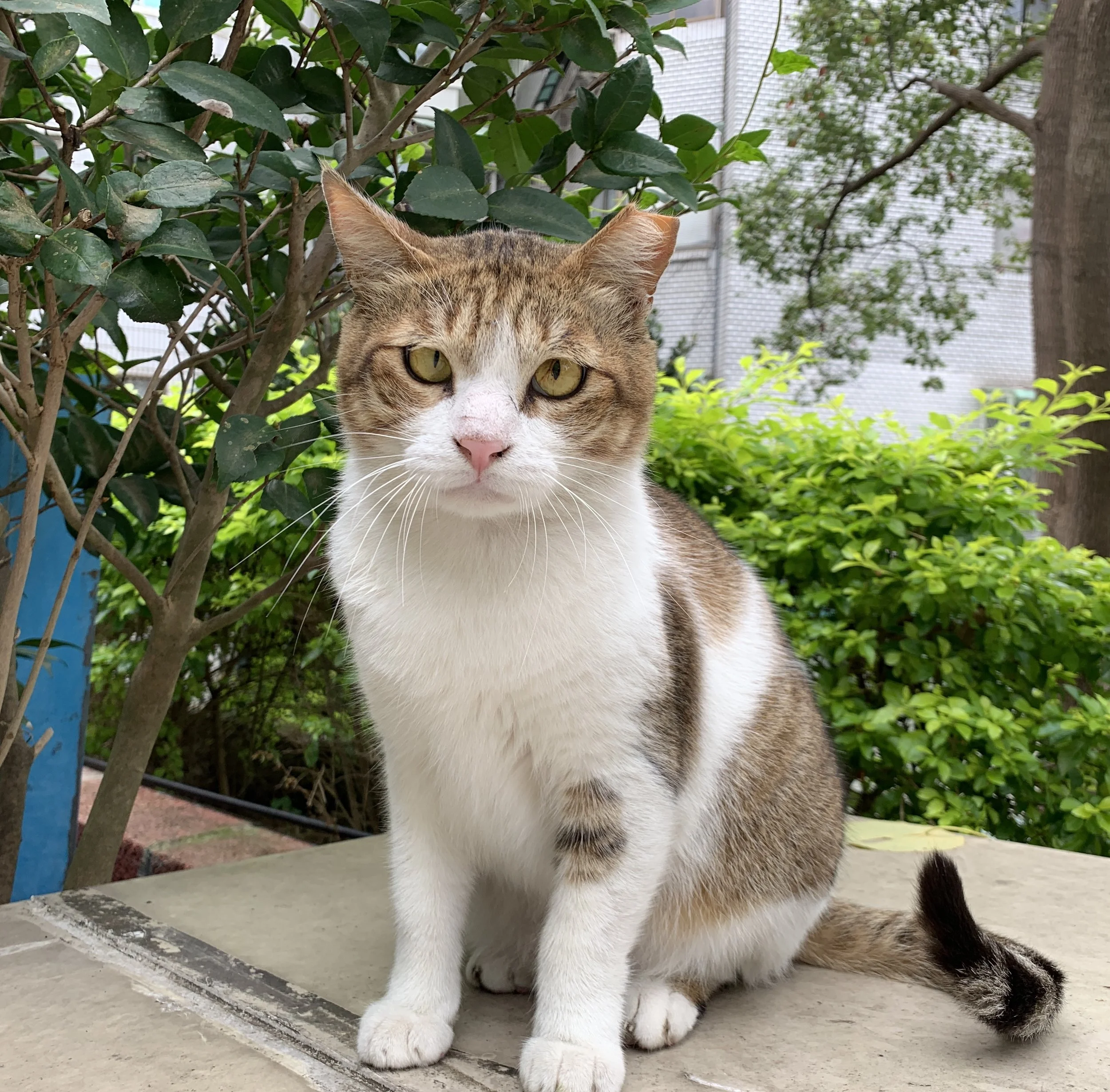 TNR的浪貓，R還是不R？