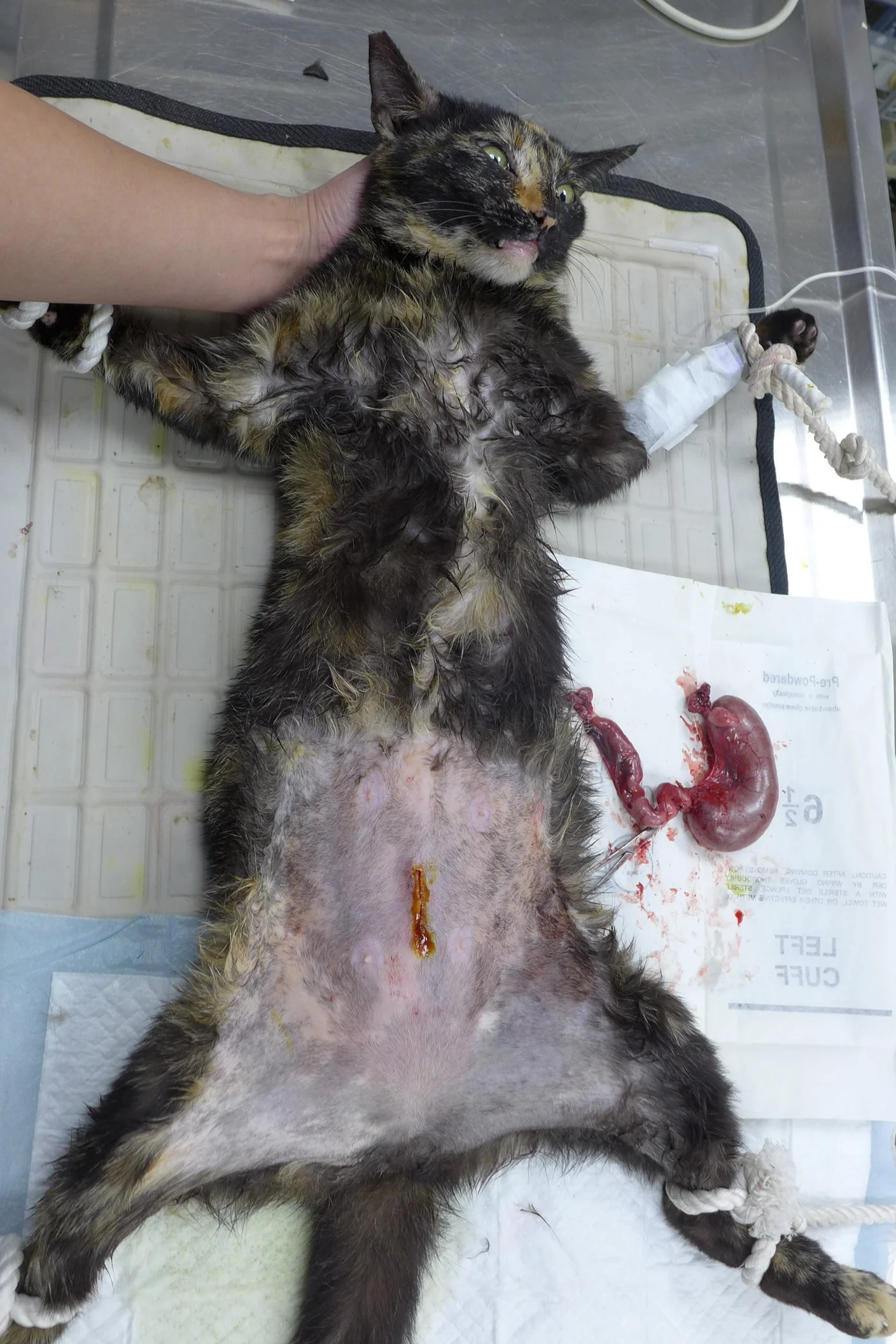 母貓發情時即使沒有懷孕成功也可能有假懷孕的狀況，此時就有可能造成感染導致子宮蓄膿。（照片來源：常源動物醫院）