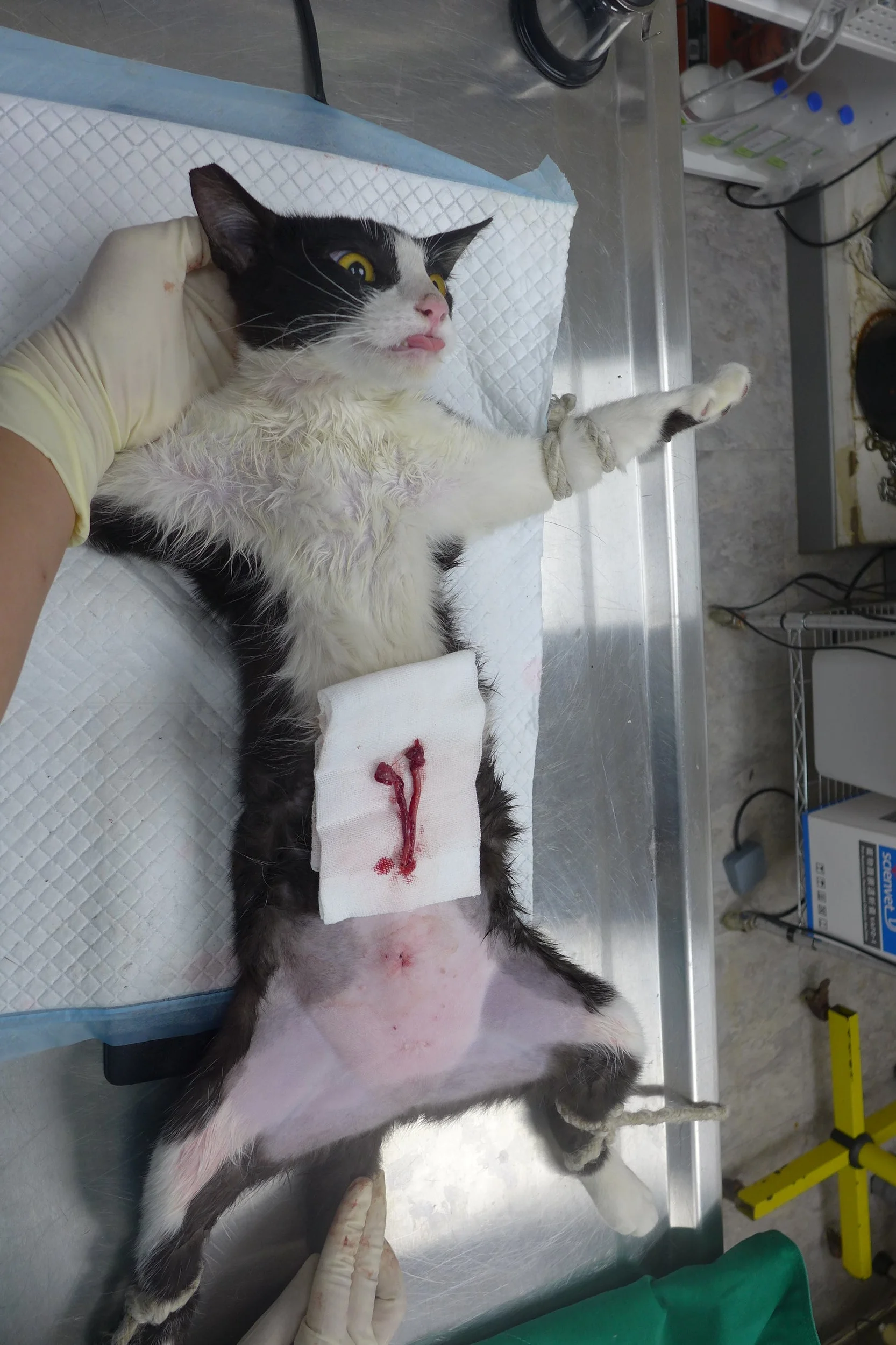 健康沒有懷孕的子宮會是細細長長的長條狀。（照片來源：常源動物醫院）