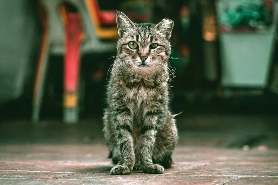 流浪貓為什麼不抓走就好?