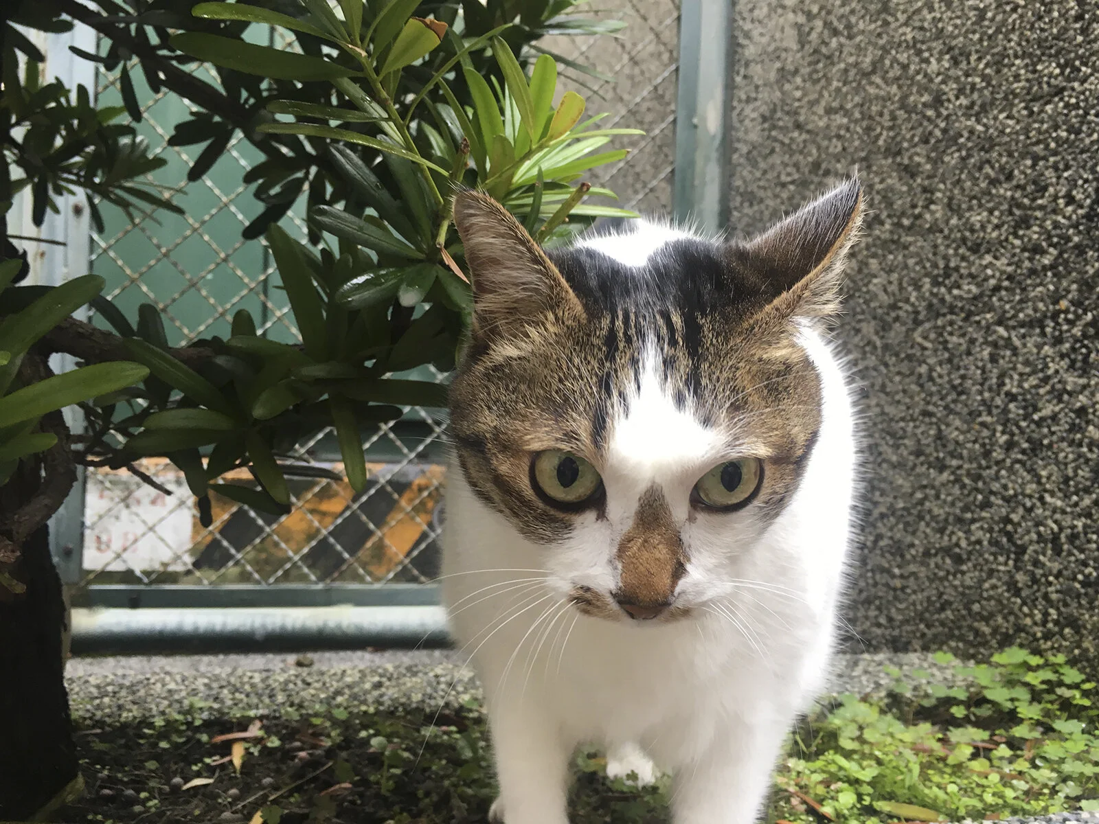 流浪貓結紮後多久可以原放?