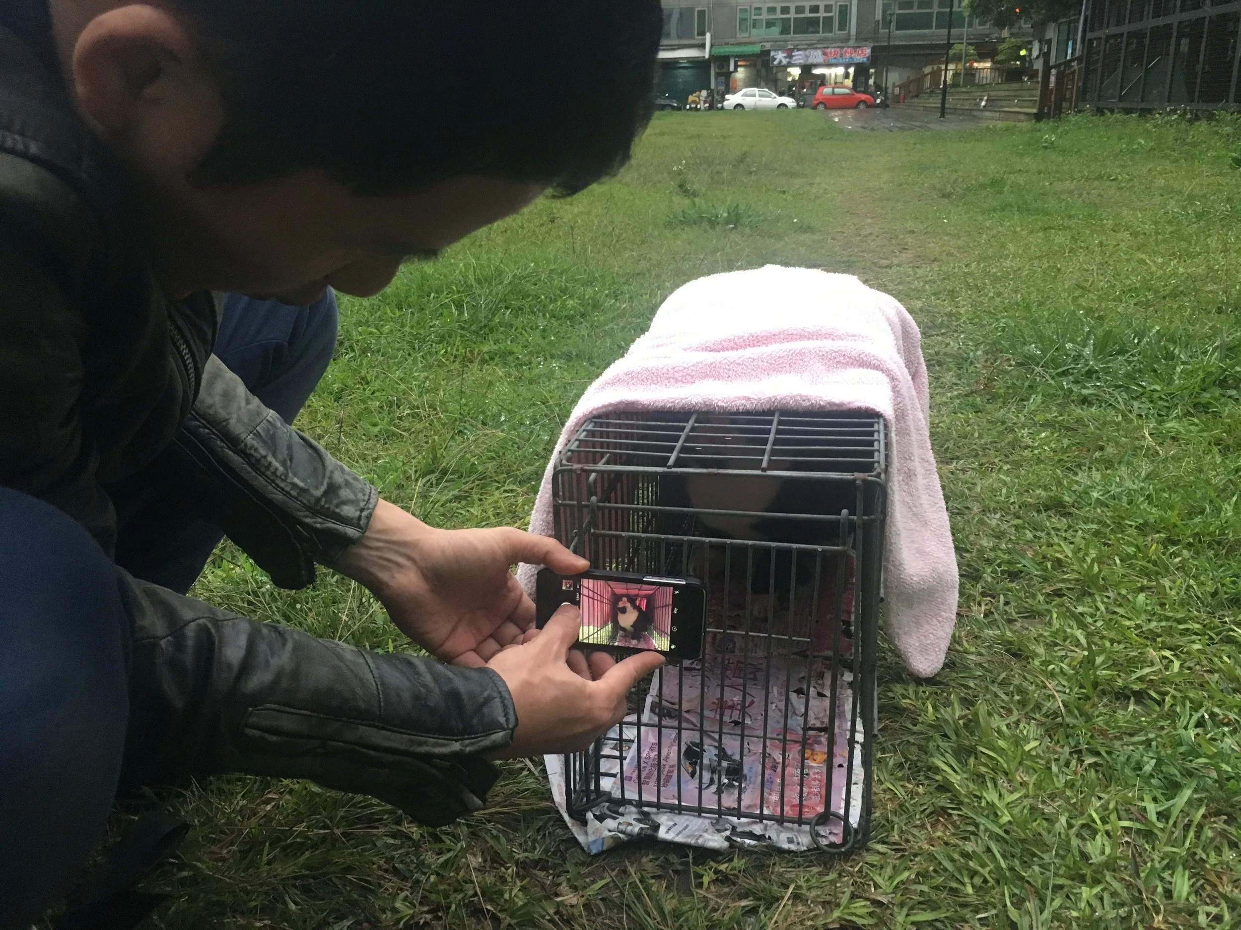 TNR 誘捕後到結紮前,該注意哪些事情?