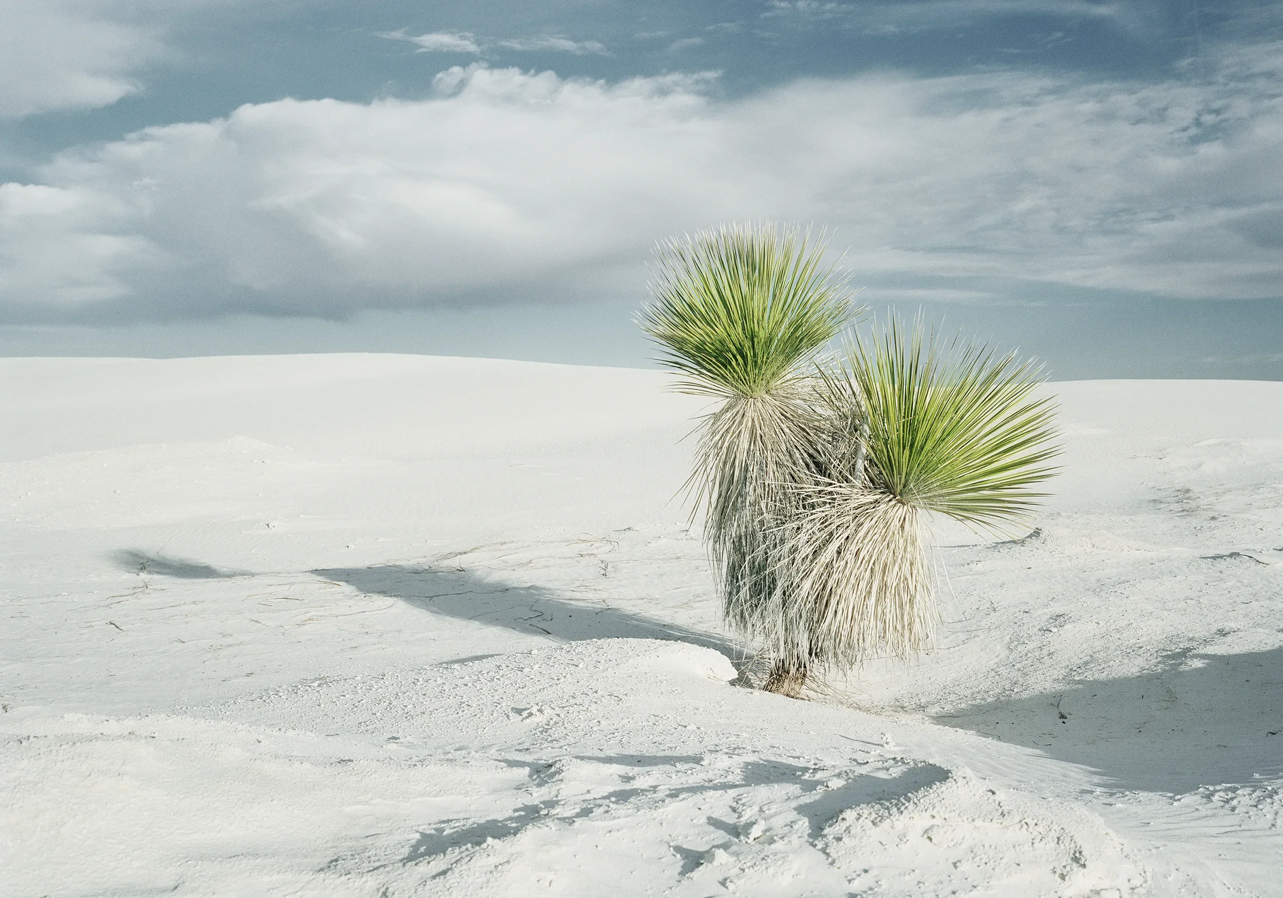 WS20-White Sands.webp