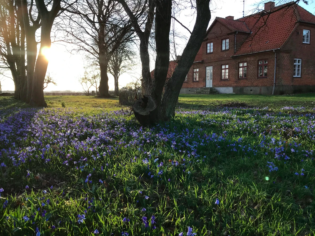 DANSEKOLONI, FORÅR