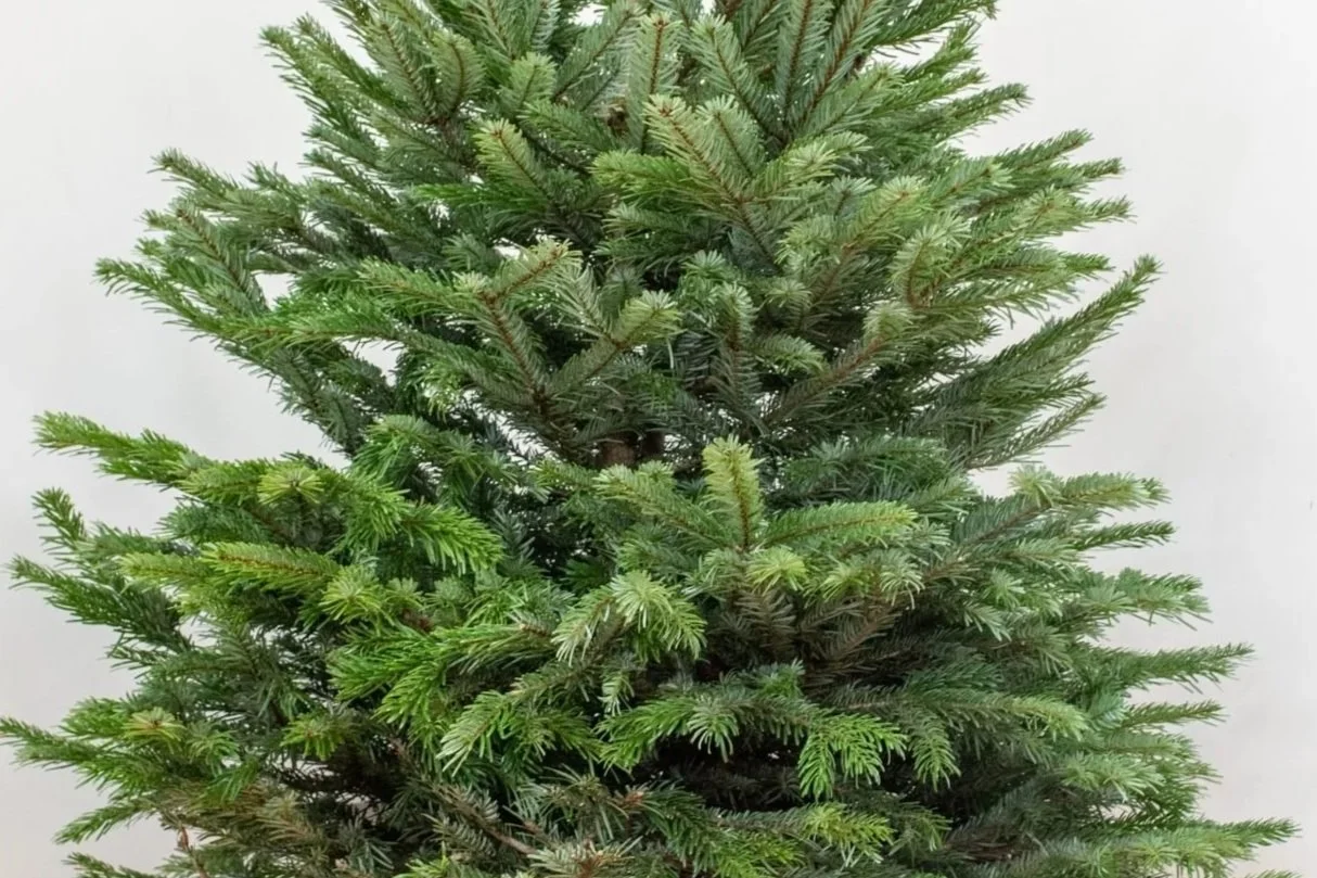 Buy Your Christmas Tree