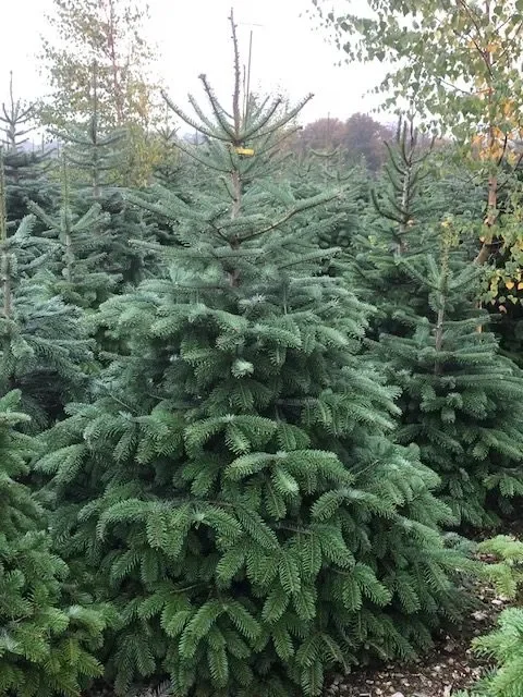 nordmann-fir-e1539771954513.jpg.webp (Copy)