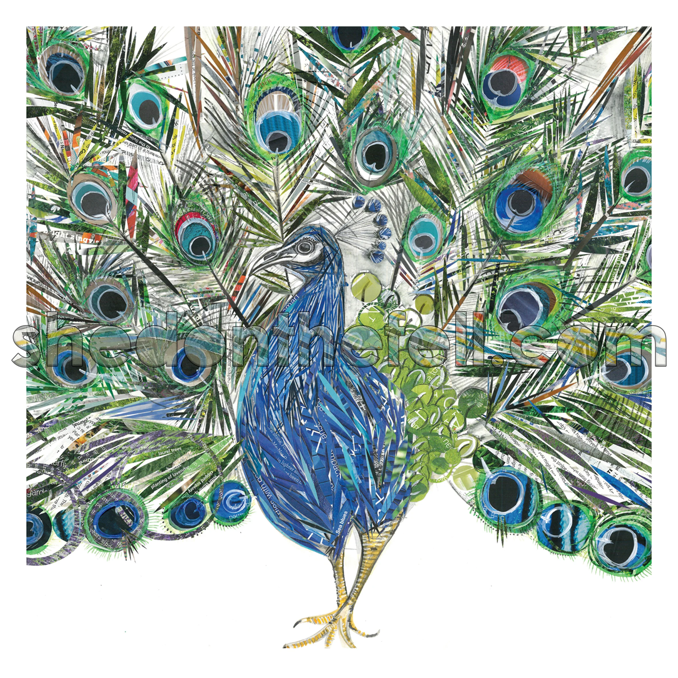 Peacock 200x200mm Print