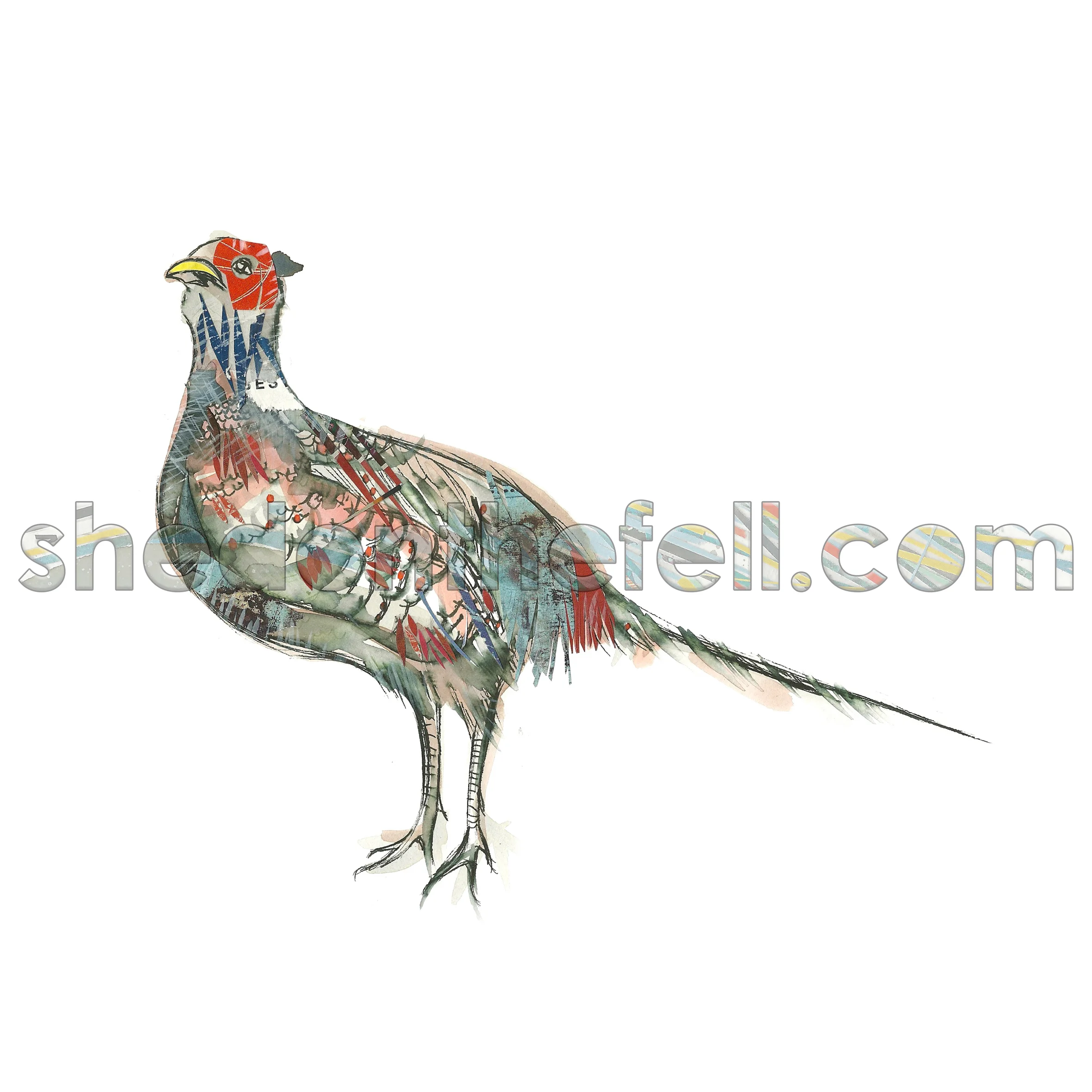 Pheasant1_watermark.jpg
