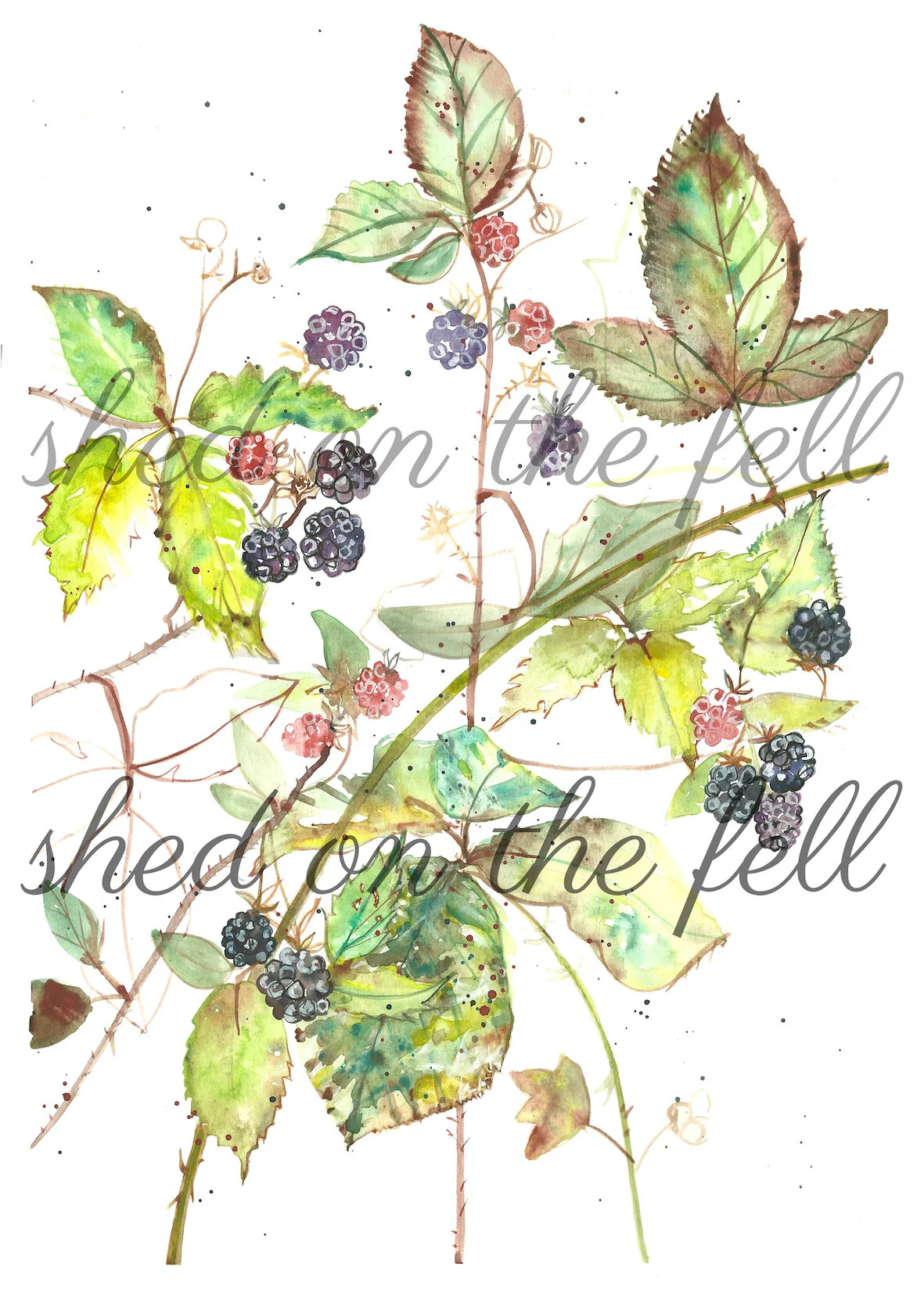 AmongstBrambles_A3_watermark.jpg