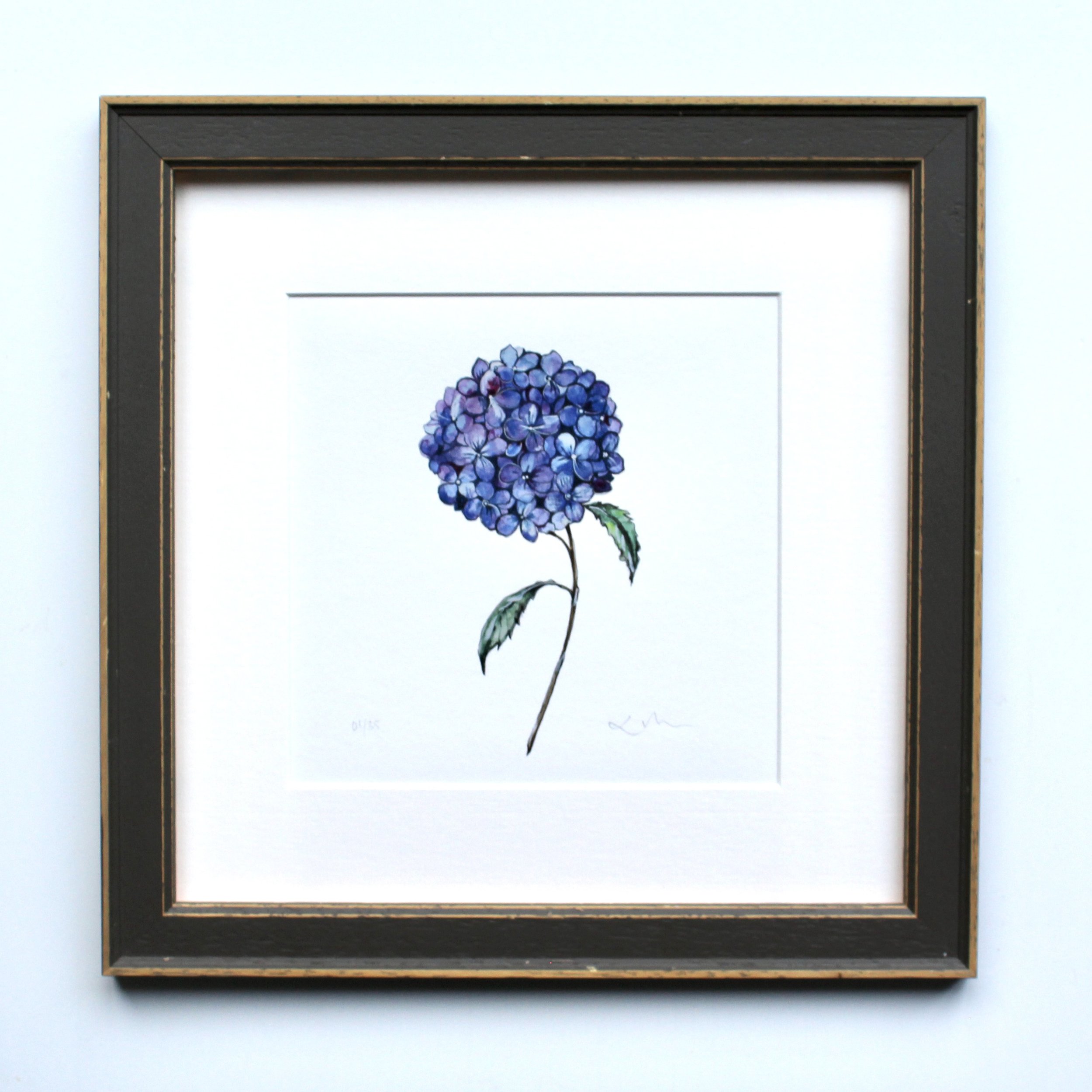 Hydrangea 200x200mm Print