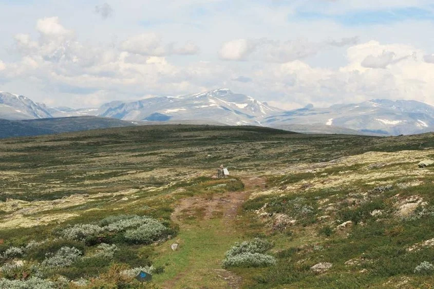 dovrefjell_nasjonalpark.jpeg