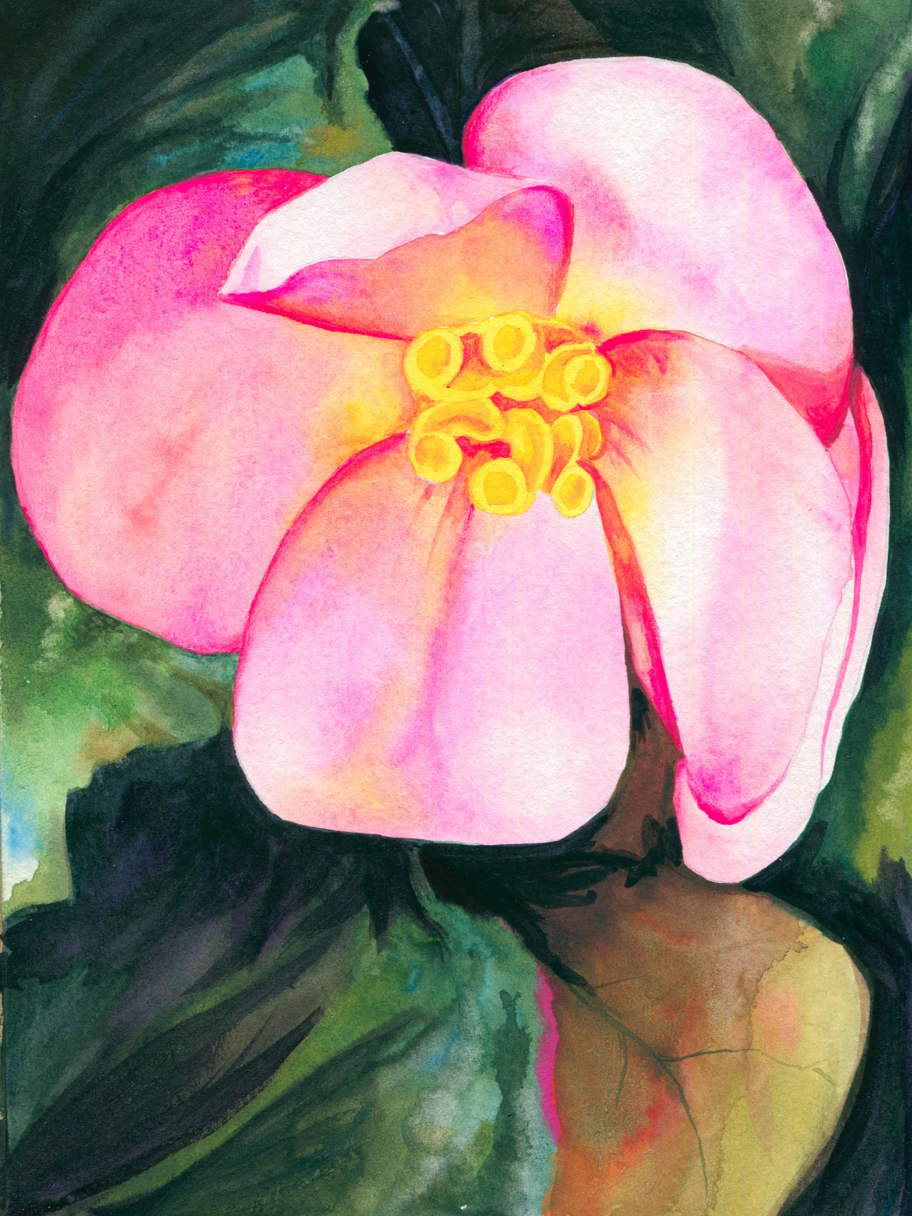 begonia5.jpg