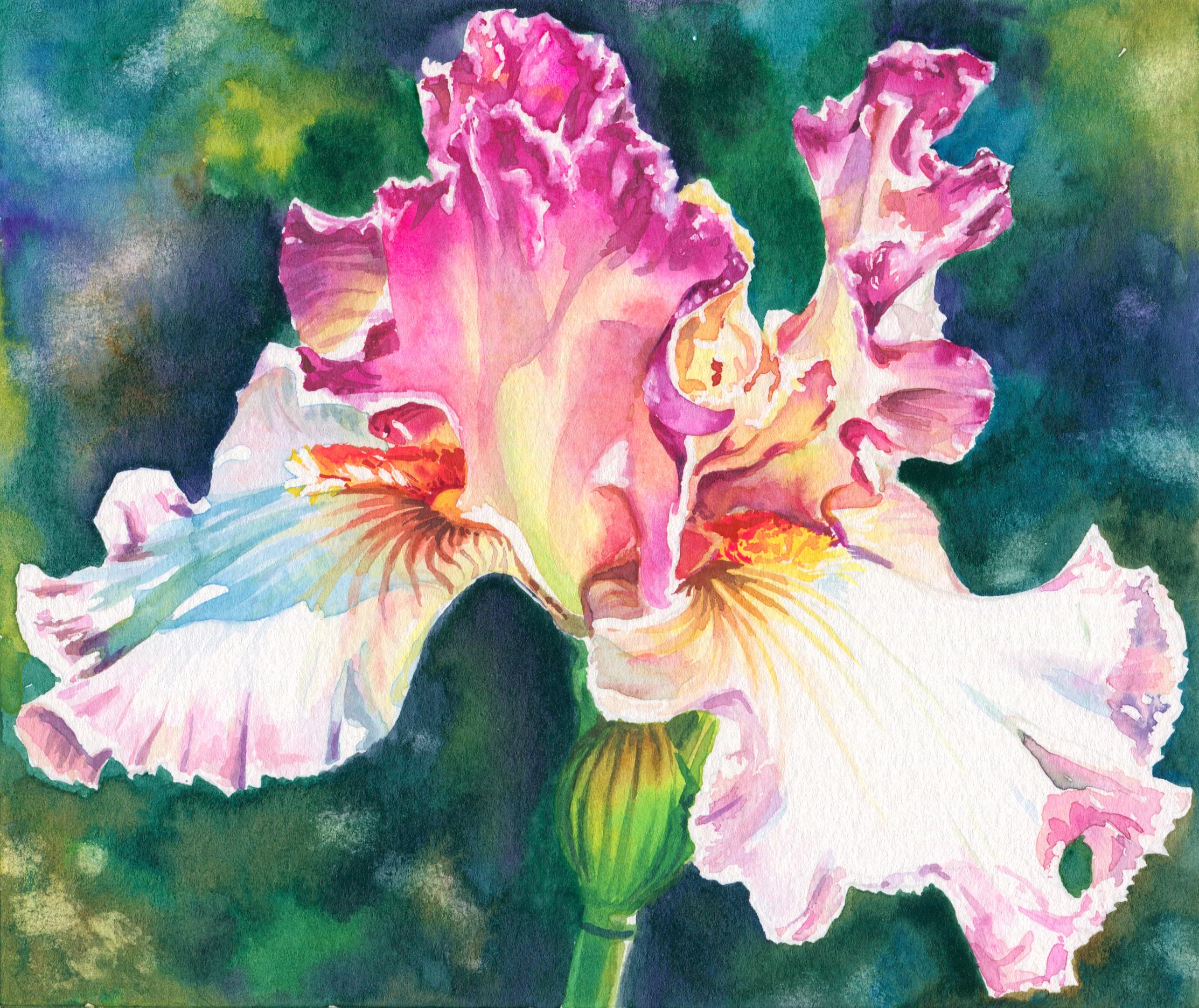 iris6.jpg
