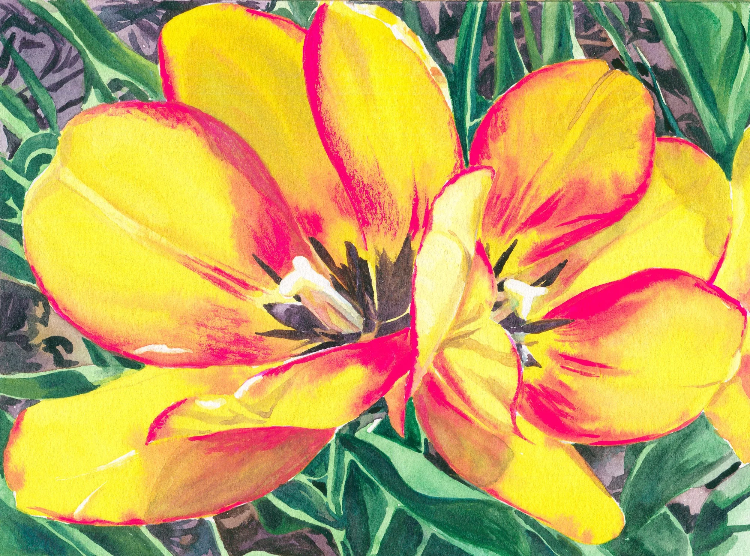 tulip6.jpg