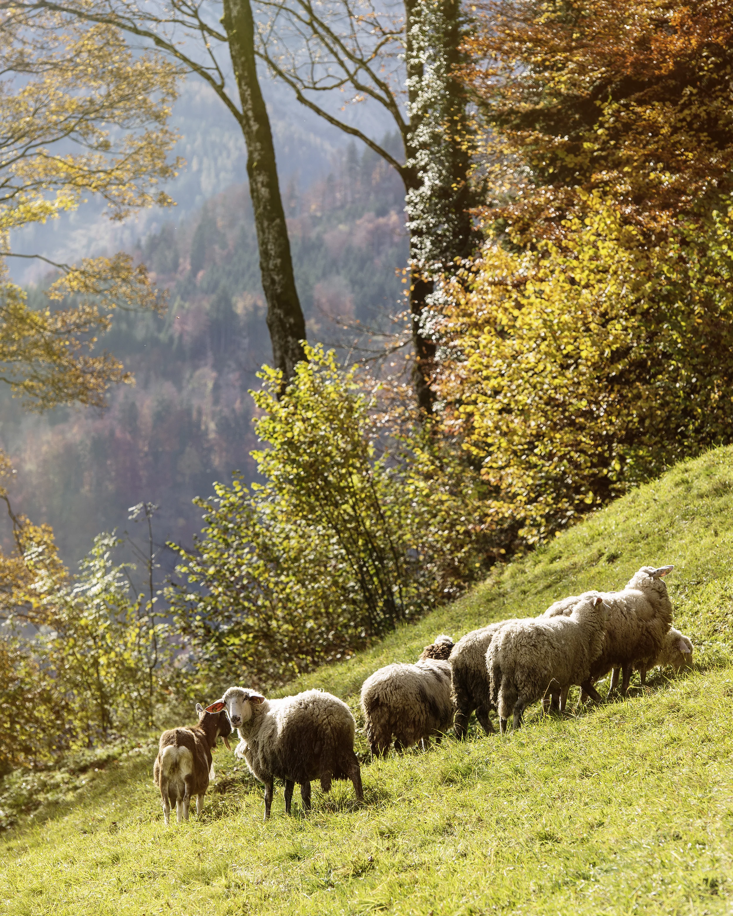 traunsee_2456_2013_fin.jpg