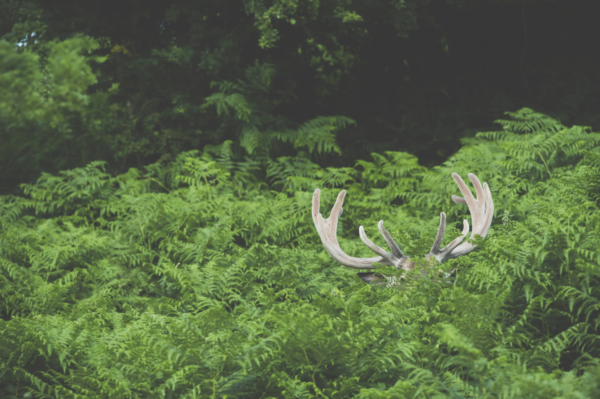 LUC_3351_EASTNOR_CASTLE.JPG