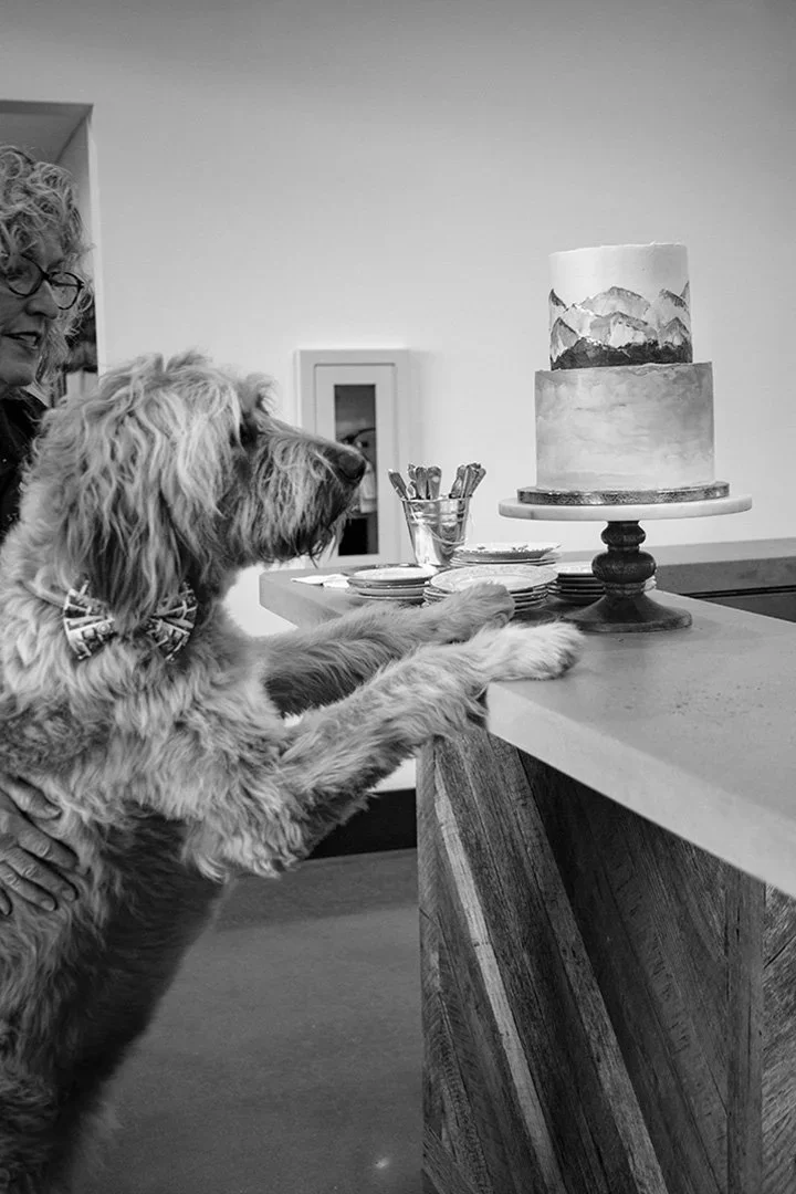 dog-versus-wedding-cake.webp