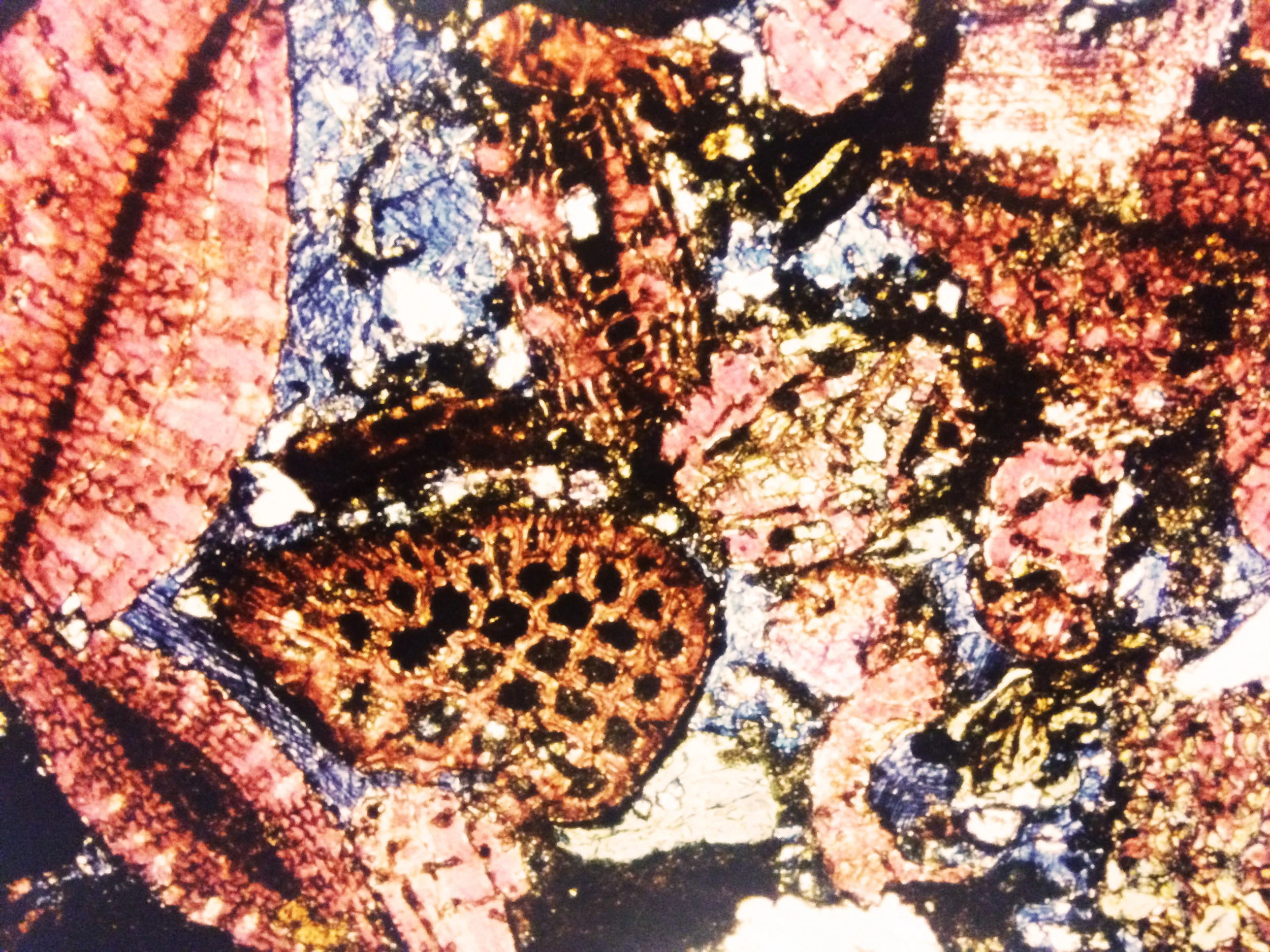 microscope Image Oil