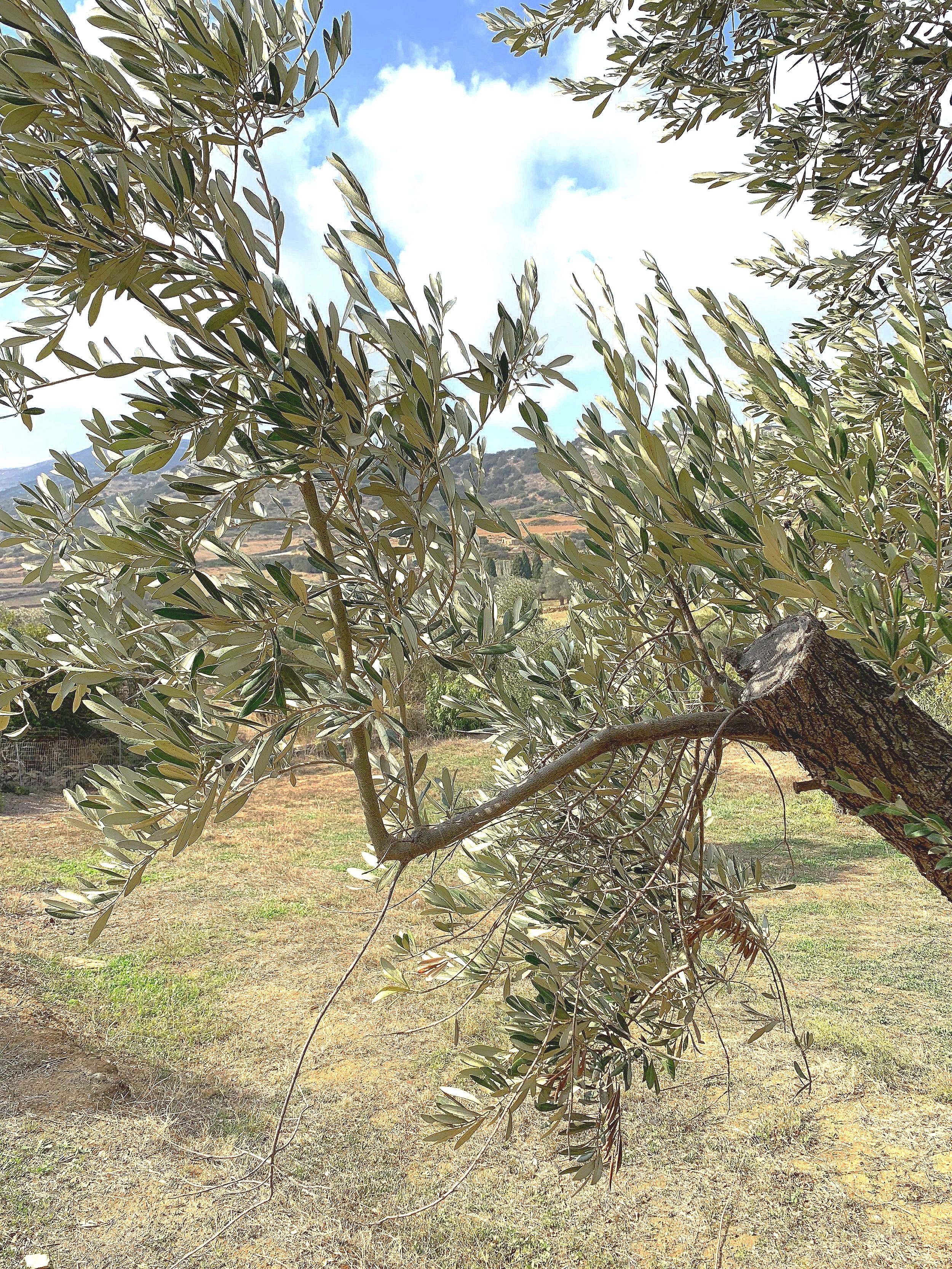 greek+olive+grove+rachel+upshaw.jpg