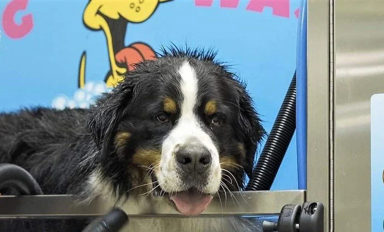 Litla gæludýrabúðin