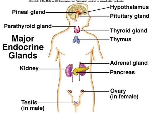 Figure 3 – Major Endocrine Glands: Hypothalamus → Pituitary gland, Pineal gland → Parathyroid gland, Thyroid gland → Thymus → Adrenal gland, Kidney → Pancreas → Ovary, Testes.