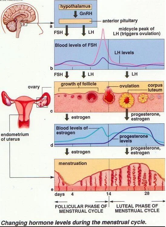 Figure 2 – Normal menstrual cycle and hormones.