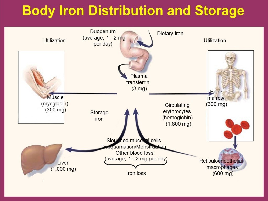 Figure 2 – The significance of iron.