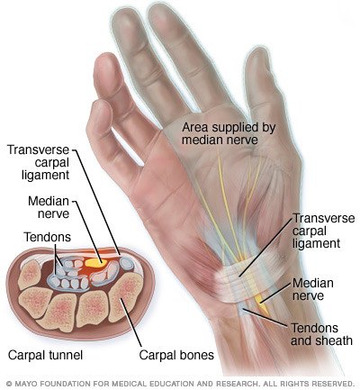 Figure 2 – Anatomy of carpal tunnel.