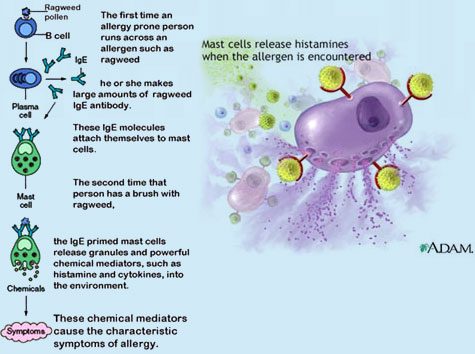 Figure 1 – How an allergic response may be triggered.
