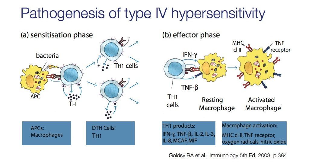Figure 1 – Pathogenesis of Type 1 Hypersensitivity: Immunological response → rashes and hives.