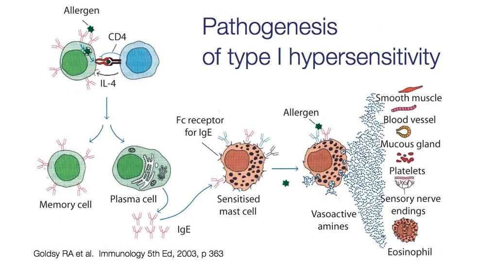 Figure 2 – Type 4 Hypersensitivity: Chronic, Delayed Type Hypersensitivy.