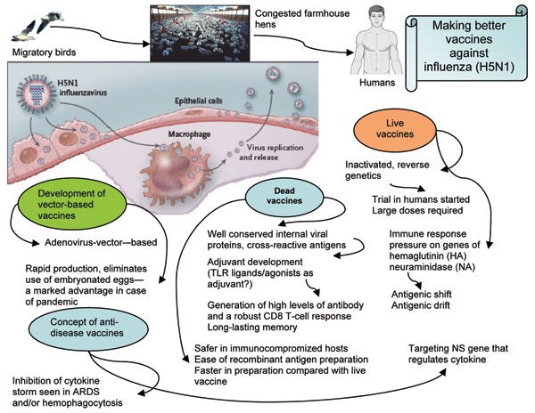 Figure 1 – Influenza. Spreading of influenza A (H5N1) viruses and efforts for potential pandemics.