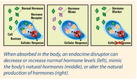 Ditch Endocrine Disruptors for Good