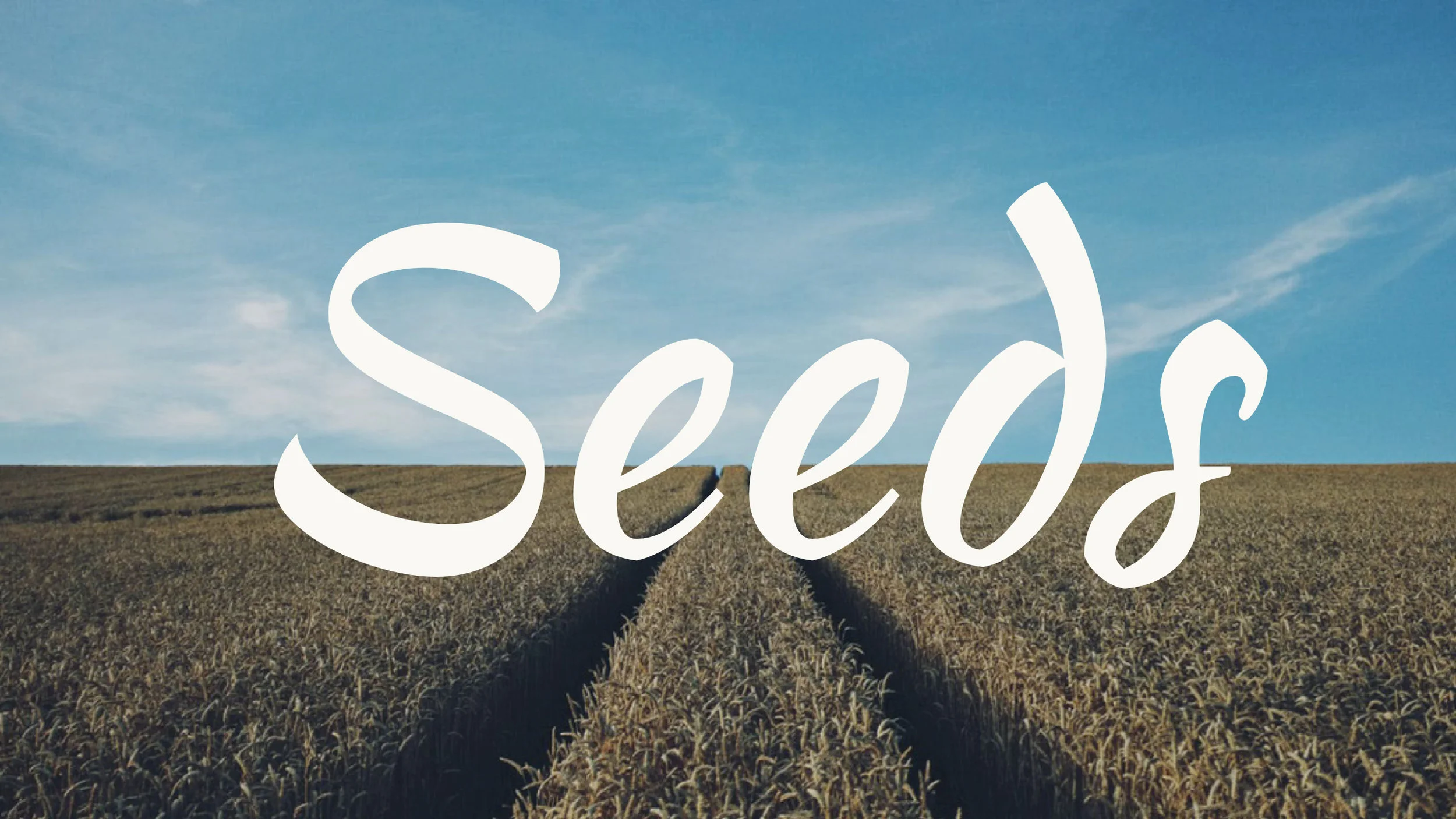 seeds youtube.jpg