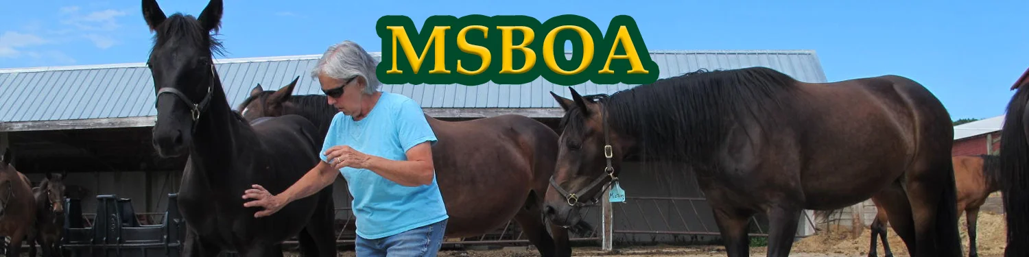msboa banner.jpg