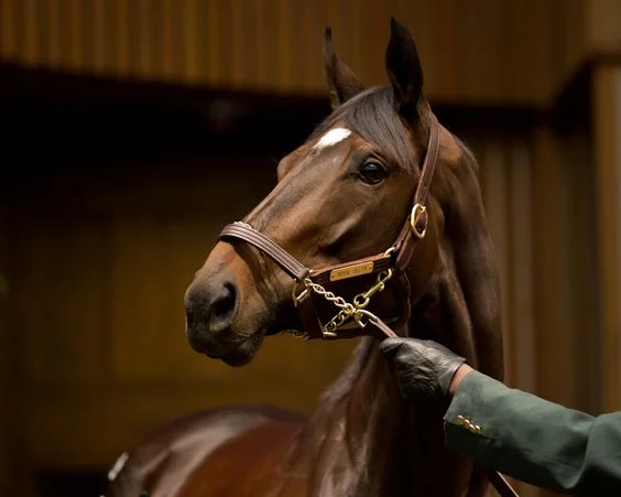 Looking for a race horse!