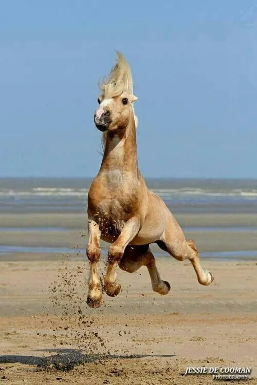 Jump for Joy!!!
